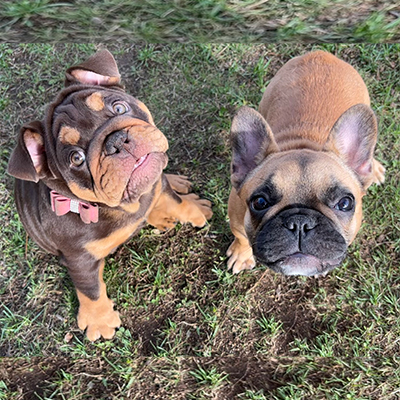 Kahlua, English Bulldog Female