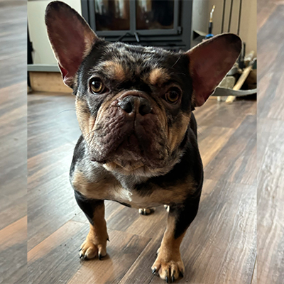 Genesis, French Bulldog Female
