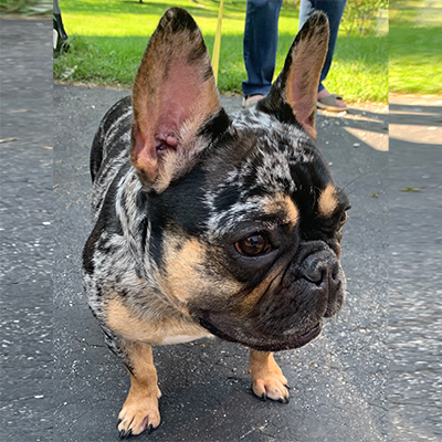 Nia, French Bulldog Female