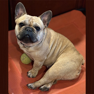 Pickles, French Bulldog Female