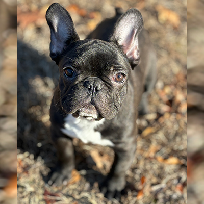 Shambozey, French Bulldog Female
