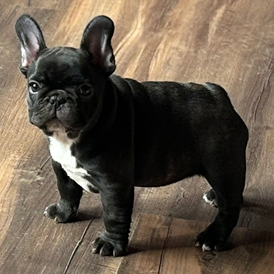 Shambozey, French Bulldog Female