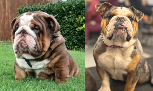Malibu & Ritz, English Bulldog Parents