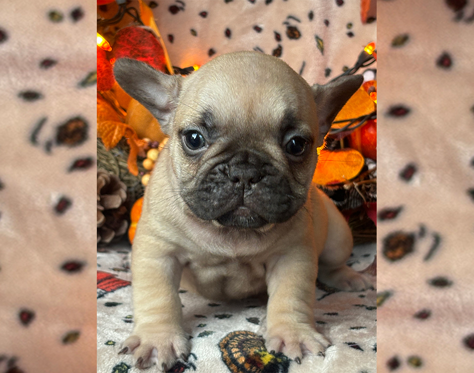 French Bulldog Puppy