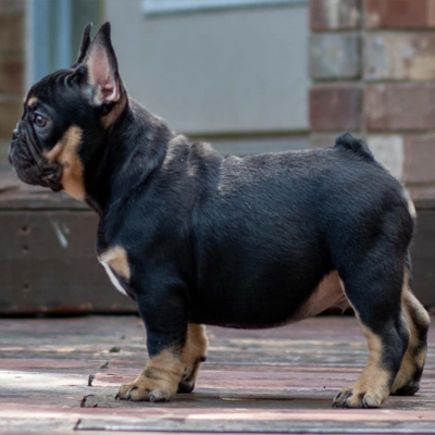 Mr. T, French Bulldog Sire