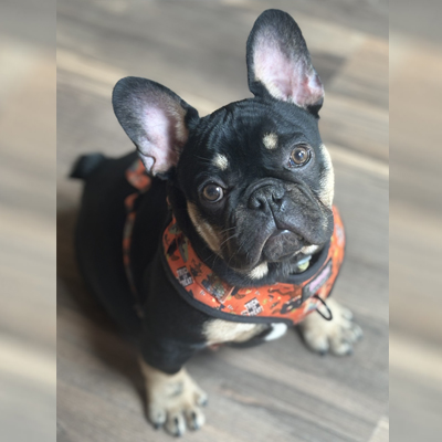 Mr. T, French Bulldog Sire