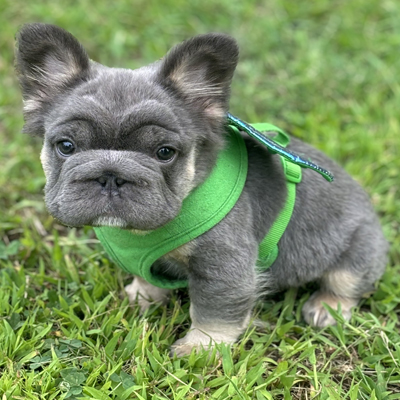 Cosmo Kramer, French Bulldog Sire