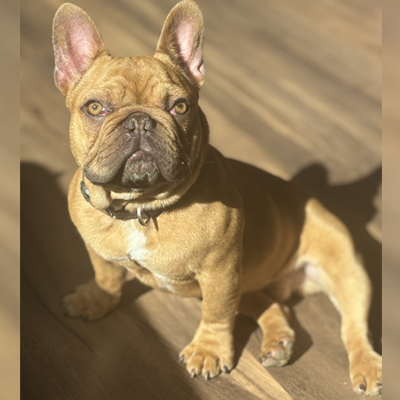 Rubicon, French Bulldog Sire