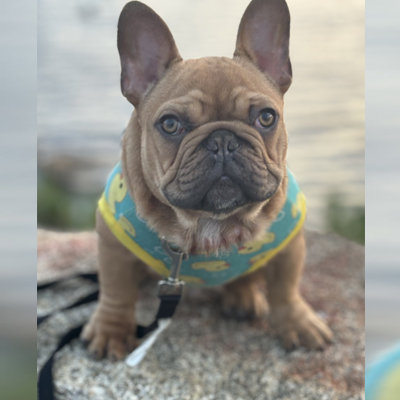 Rubicon, French Bulldog Sire