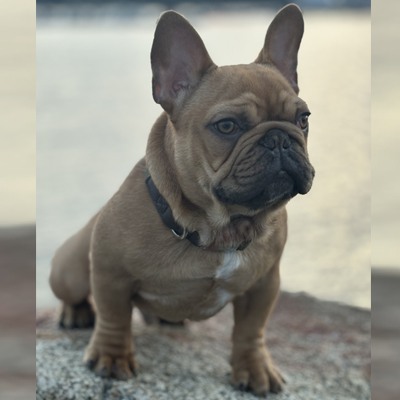 Rubicon, French Bulldog Sire