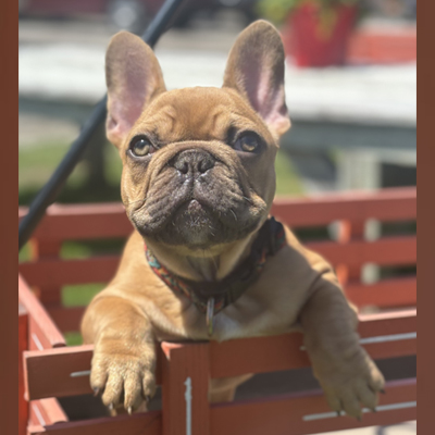 Rubicon, French Bulldog Sire